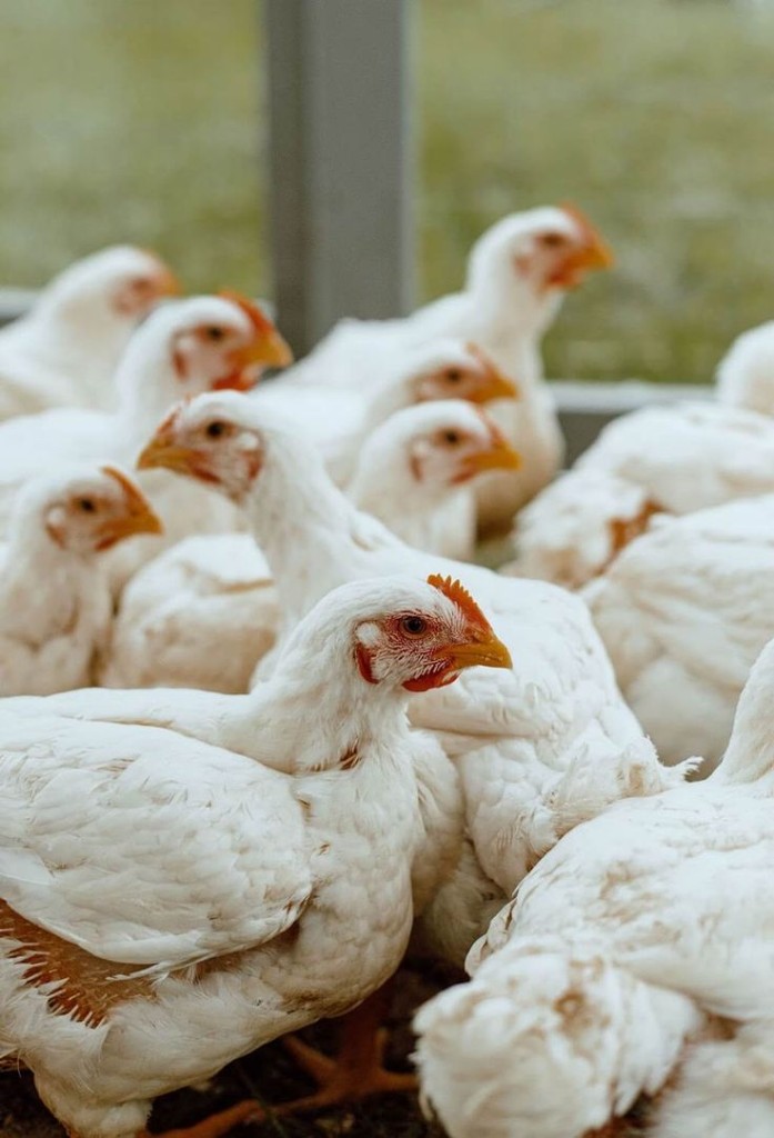 Volaille — filets et morceaux frais